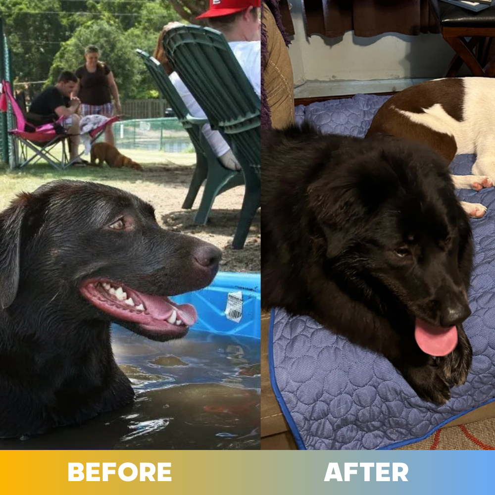 Pet Cooling Mat- Cool Your Pet Instantly